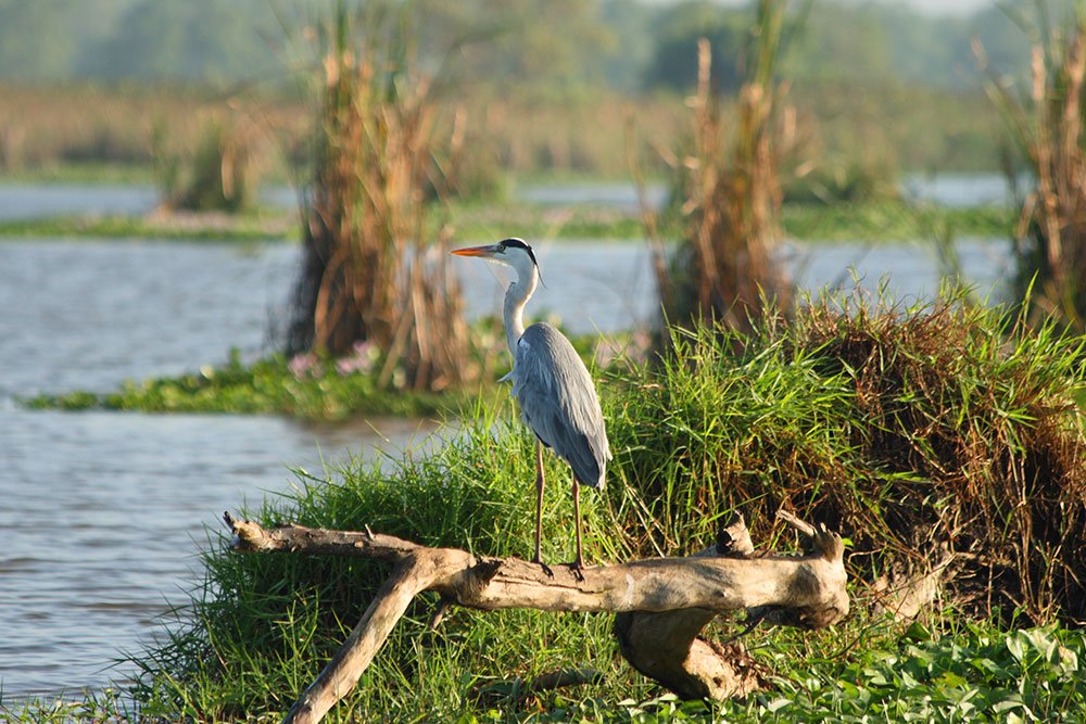 kalamatiya01